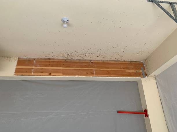  Balm, FL Mold Removal Pros